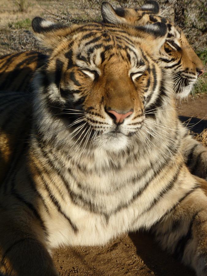 Boskoppie Lion & Tiger Reserve Крунстад Экстерьер фото