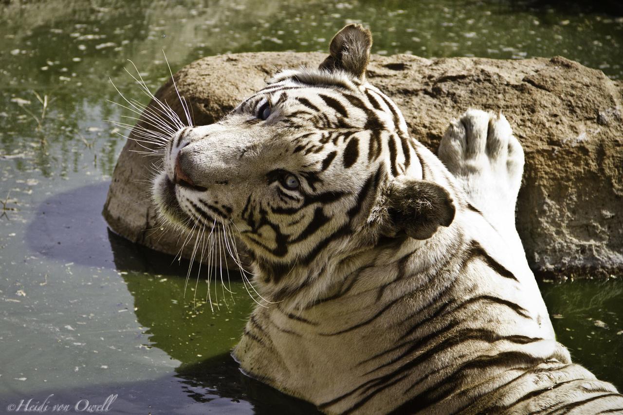 Boskoppie Lion & Tiger Reserve Крунстад Экстерьер фото