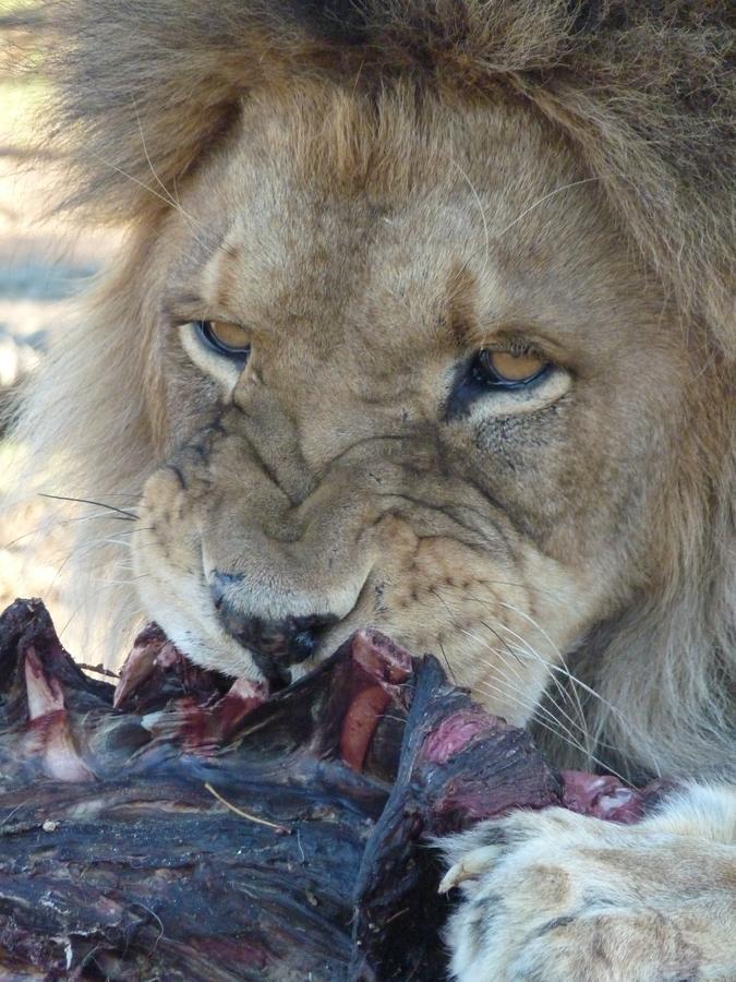 Boskoppie Lion & Tiger Reserve Крунстад Экстерьер фото