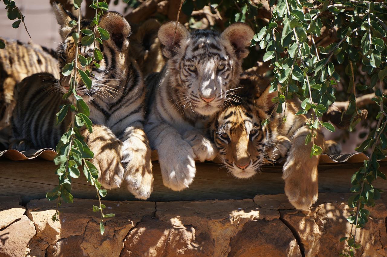Boskoppie Lion & Tiger Reserve Крунстад Экстерьер фото